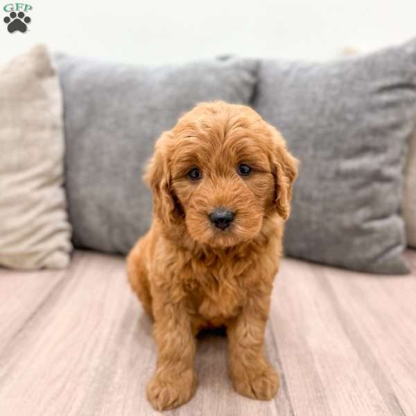 Hazel, Mini Goldendoodle Puppy