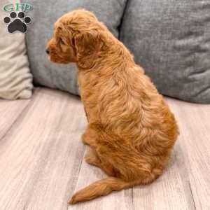 Hazel, Mini Goldendoodle Puppy