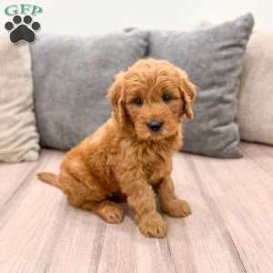 Hazel, Mini Goldendoodle Puppy