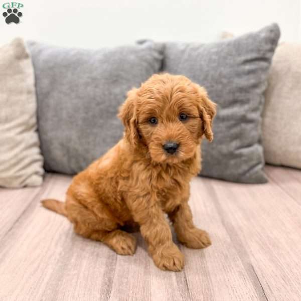 Hazel, Mini Goldendoodle Puppy