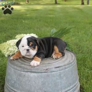 Patty Bear, English Bulldog Puppy