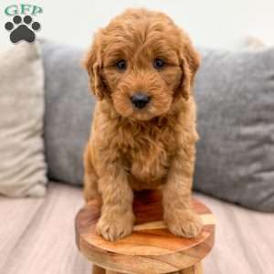 Hazel, Mini Goldendoodle Puppy