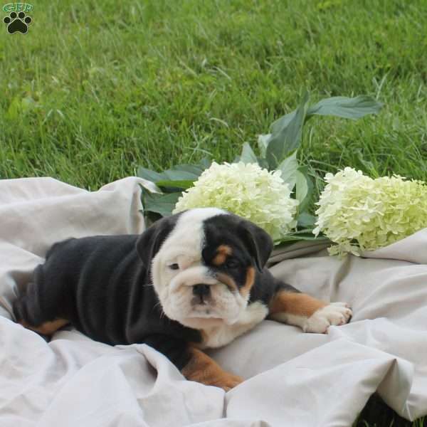 Patty Bear, English Bulldog Puppy