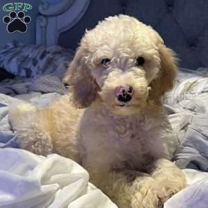 Blue, Goldendoodle Puppy