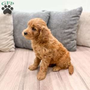 Nova, Mini Goldendoodle Puppy