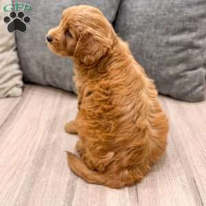 Nova, Mini Goldendoodle Puppy