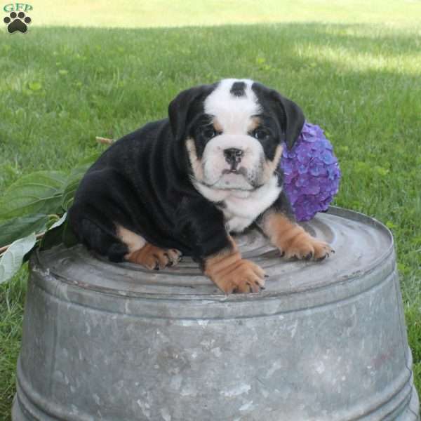 Princess, English Bulldog Puppy