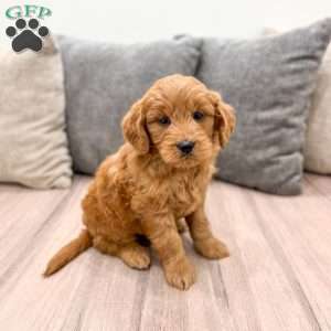 Nova, Mini Goldendoodle Puppy