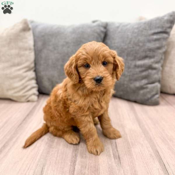 Nova, Mini Goldendoodle Puppy
