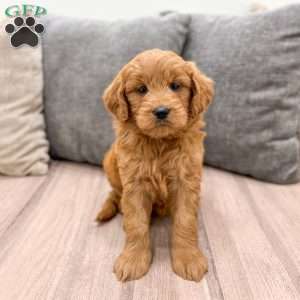 Nova, Mini Goldendoodle Puppy