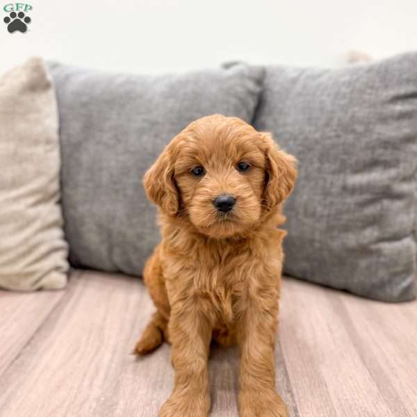 Nova, Mini Goldendoodle Puppy