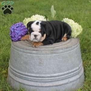 Princess, English Bulldog Puppy