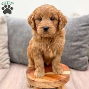 Nova, Mini Goldendoodle Puppy