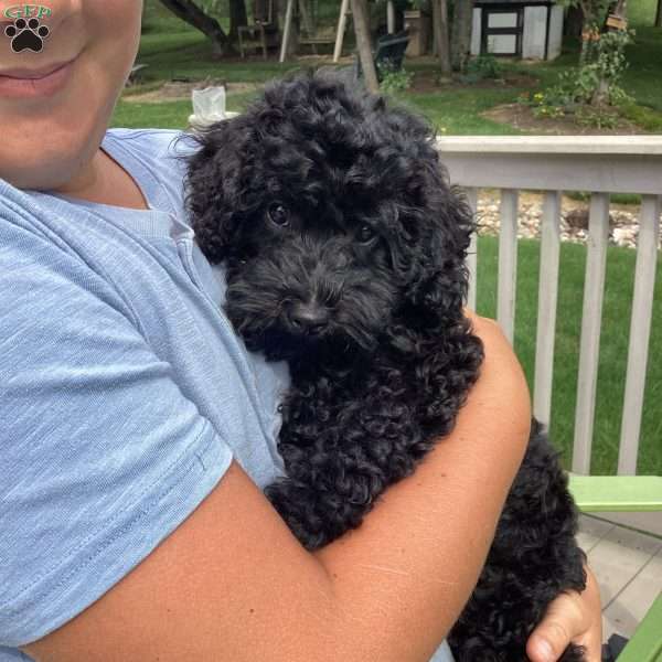 Jazzy, Havapoo Puppy