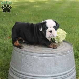 Peterbuilt, English Bulldog Puppy