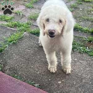 Blue, Goldendoodle Puppy