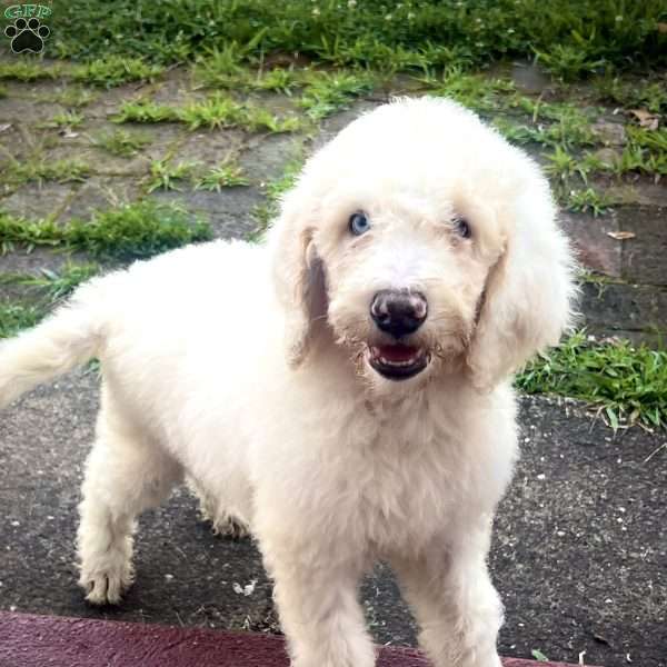 Blue, Goldendoodle Puppy