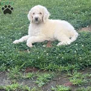 Blue, Goldendoodle Puppy