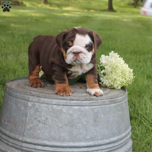 Preston, English Bulldog Puppy