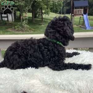 Jude, Havapoo Puppy