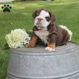 Preston, English Bulldog Puppy