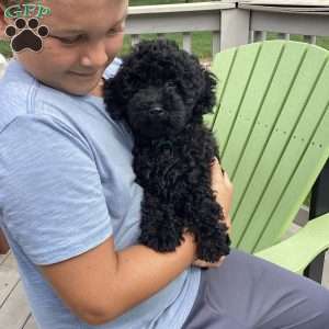 Jude, Havapoo Puppy