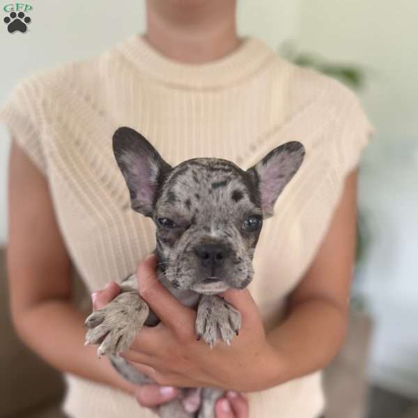 Blu, French Bulldog Puppy