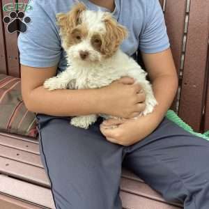 Jake, Havapoo Puppy