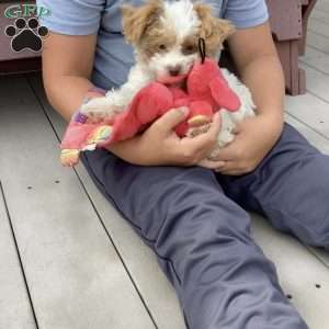 Jake, Havapoo Puppy
