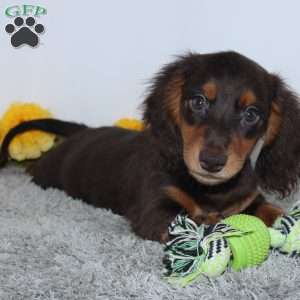 Verdell, Dachshund Puppy