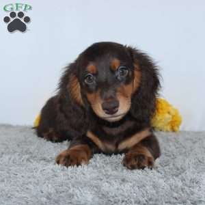 Verdell, Dachshund Puppy