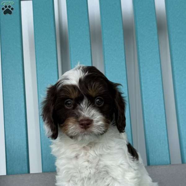 Ryker, Cavapoo Puppy