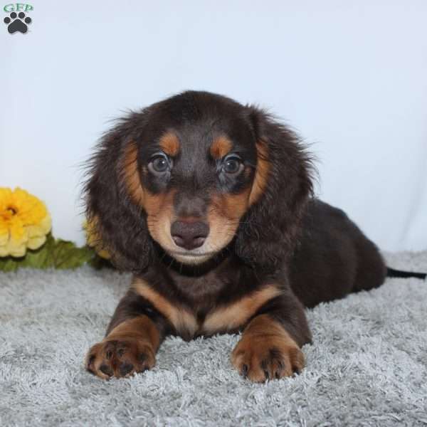 Verdell, Dachshund Puppy