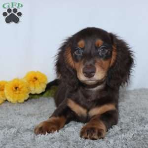 Verdell, Dachshund Puppy