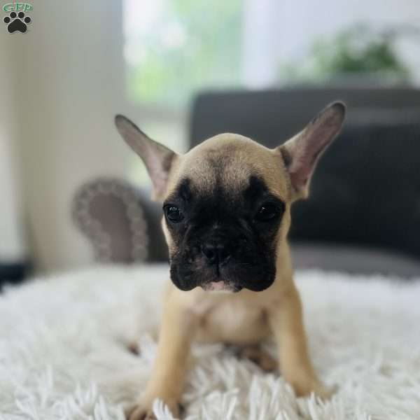 Sable, French Bulldog Puppy