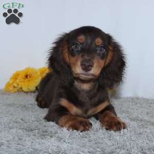 Verdell, Dachshund Puppy