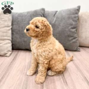 Fawn, Mini Labradoodle Puppy