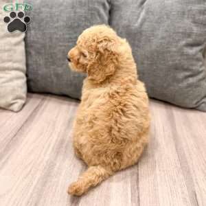 Fawn, Mini Labradoodle Puppy