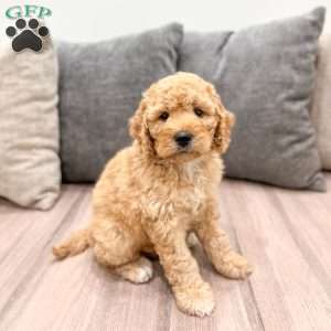 Fawn, Mini Labradoodle Puppy