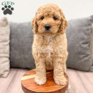 Fawn, Mini Labradoodle Puppy
