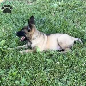 Montana, Belgian Malinois Puppy