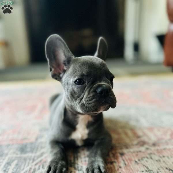 Gunner, French Bulldog Puppy