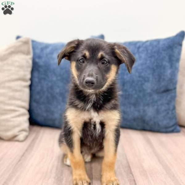 Stella, Miniature Australian Shepherd Mix Puppy