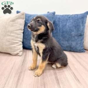 Stella, Miniature Australian Shepherd Mix Puppy