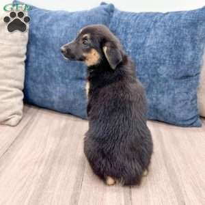 Stella, Miniature Australian Shepherd Mix Puppy