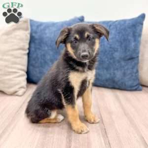 Stella, Miniature Australian Shepherd Mix Puppy
