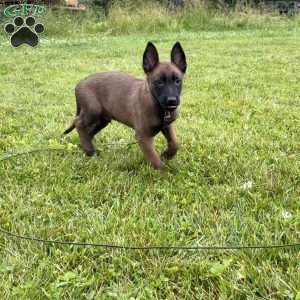 Boston, Belgian Malinois Puppy
