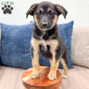 Stella, Miniature Australian Shepherd Mix Puppy