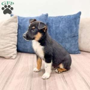 Nash, Miniature Australian Shepherd Mix Puppy