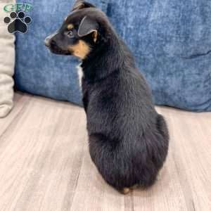 Nash, Miniature Australian Shepherd Mix Puppy
